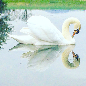 Curraghmore Swan